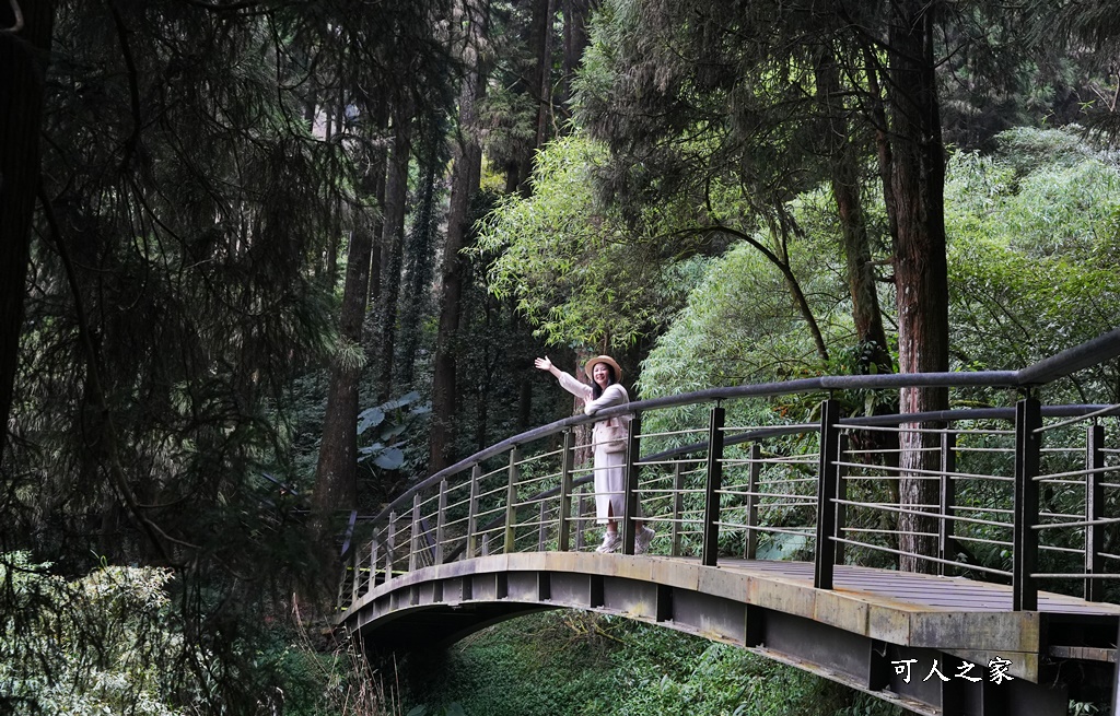 嘉義景點,嘉義步道有哪些,嘉義阿里山,阿里山步道推薦