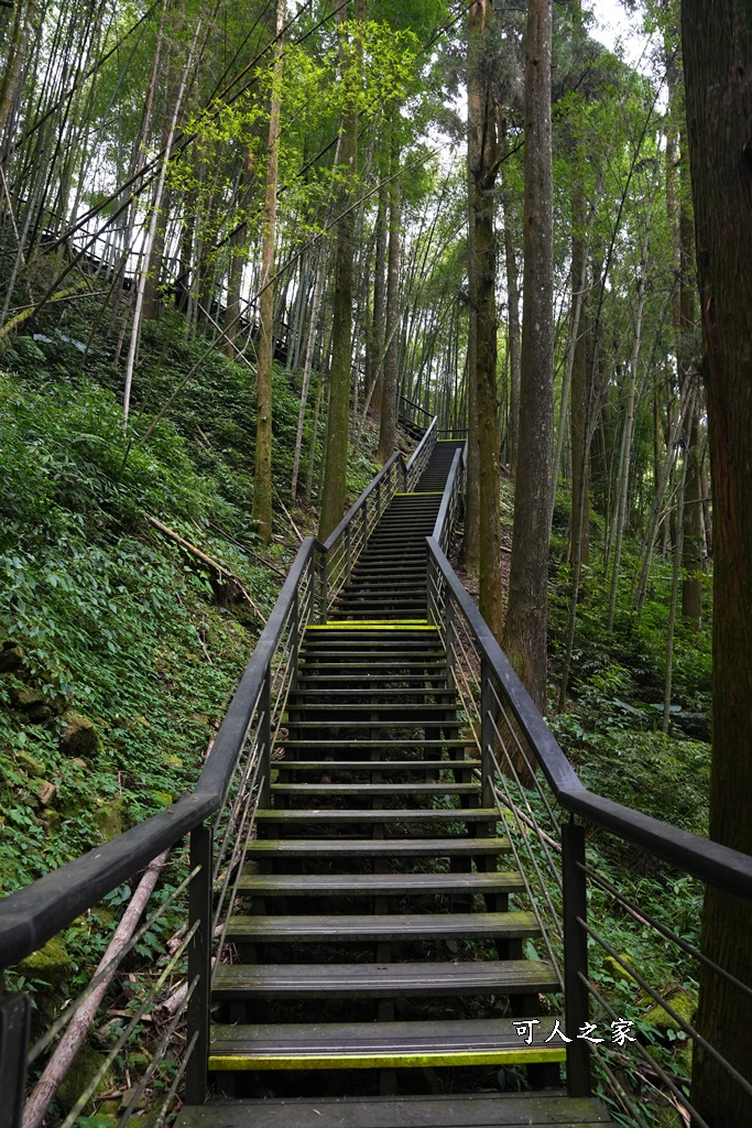 嘉義景點,嘉義步道有哪些,嘉義阿里山,阿里山步道推薦