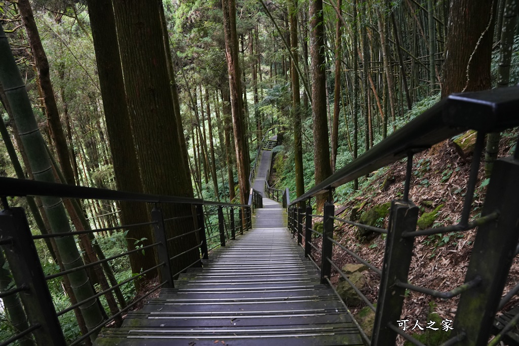 嘉義景點,嘉義步道有哪些,嘉義阿里山,阿里山步道推薦