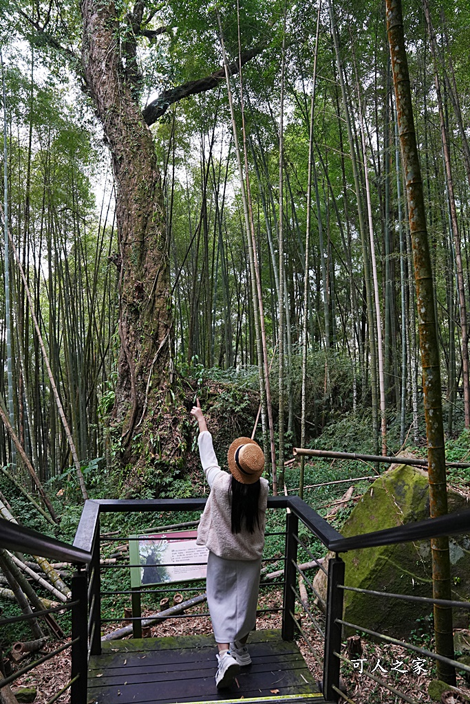 嘉義景點,嘉義步道有哪些,嘉義阿里山,阿里山步道推薦