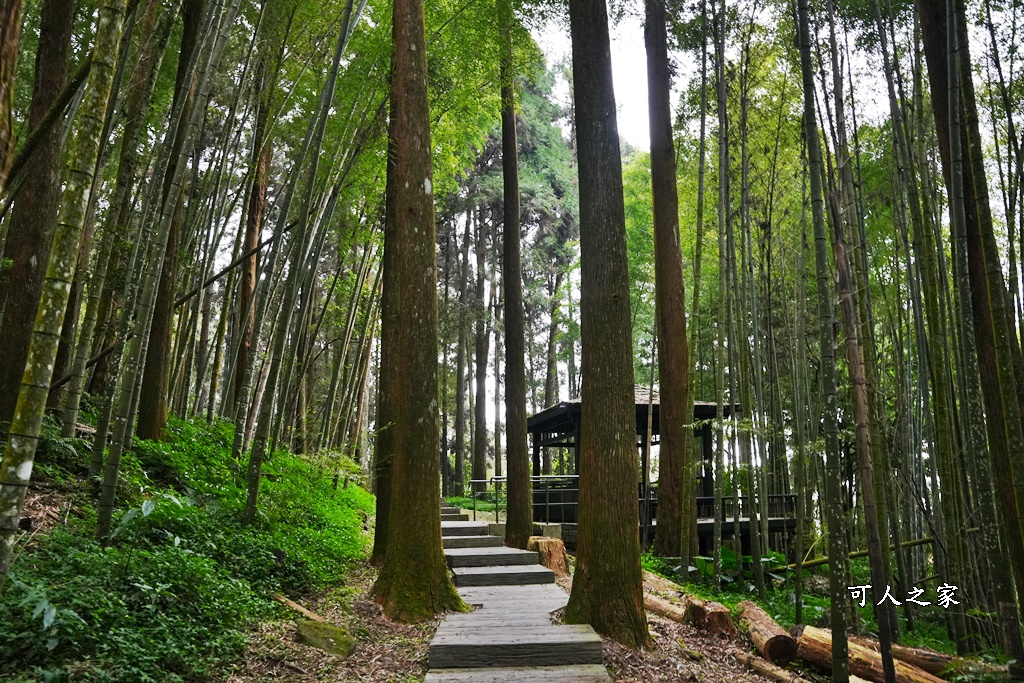 嘉義景點,嘉義步道有哪些,嘉義阿里山,阿里山步道推薦