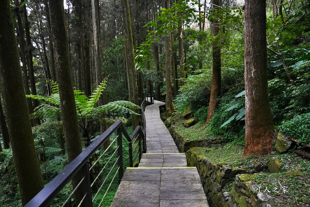 嘉義景點,嘉義步道有哪些,嘉義阿里山,阿里山步道推薦