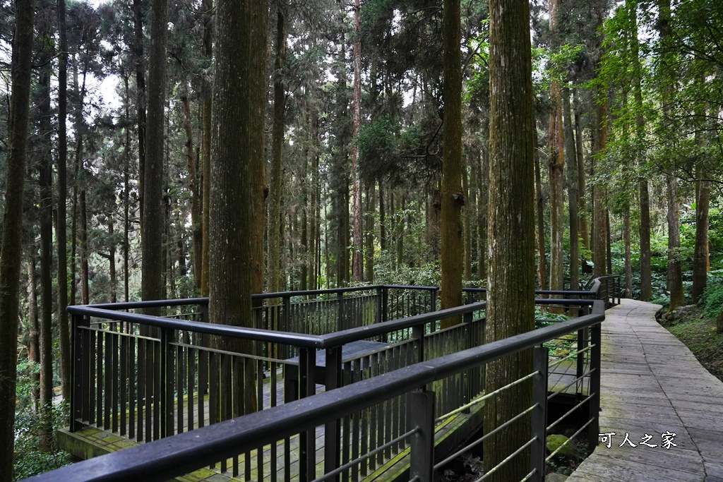 嘉義景點,嘉義步道有哪些,嘉義阿里山,阿里山步道推薦