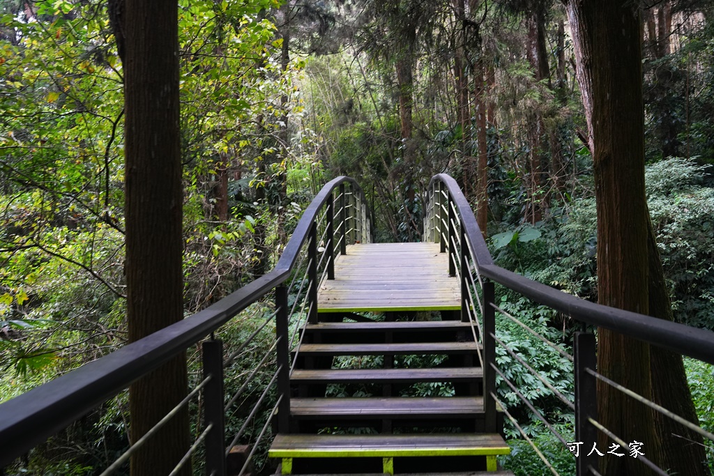 嘉義景點,嘉義步道有哪些,嘉義阿里山,阿里山步道推薦