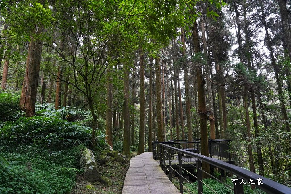 嘉義景點,嘉義步道有哪些,嘉義阿里山,阿里山步道推薦