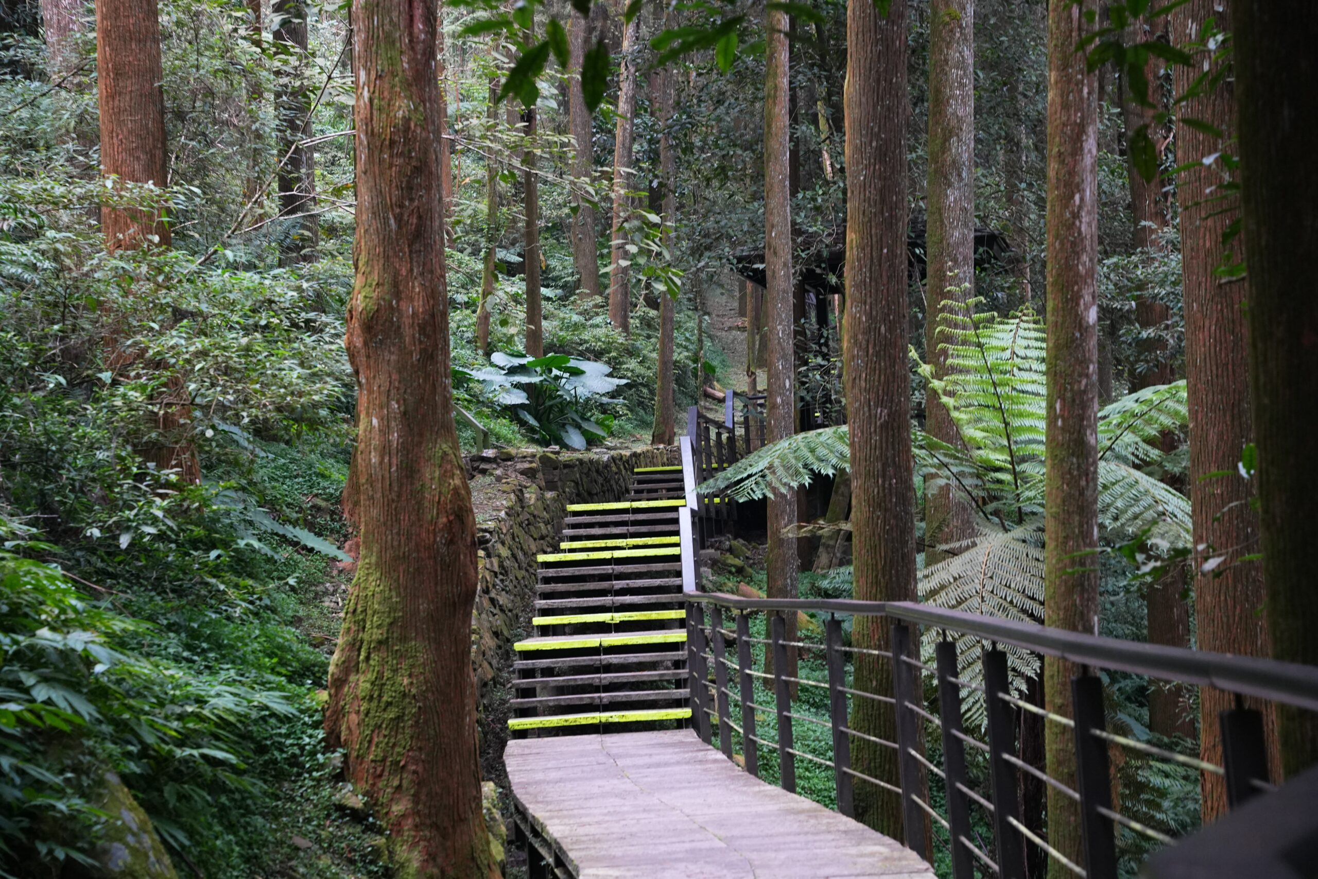 嘉義景點,嘉義步道有哪些,嘉義阿里山,阿里山步道推薦