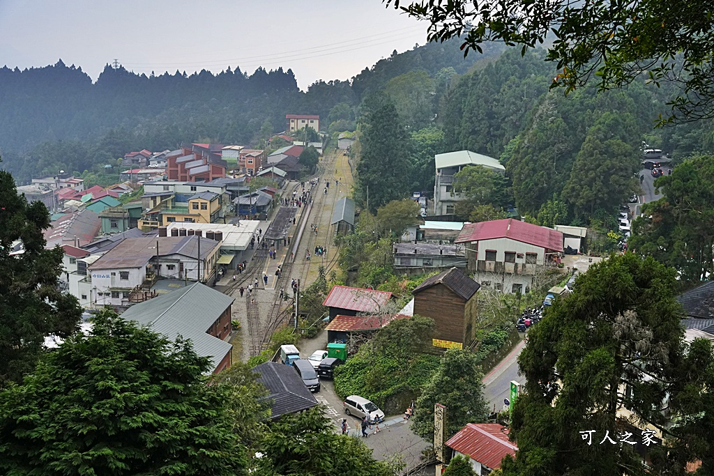 嘉義景點,嘉義步道有哪些,嘉義阿里山,阿里山步道推薦