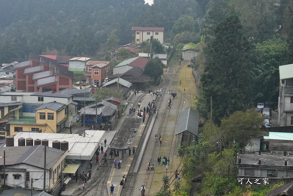 嘉義景點,嘉義步道有哪些,嘉義阿里山,阿里山步道推薦