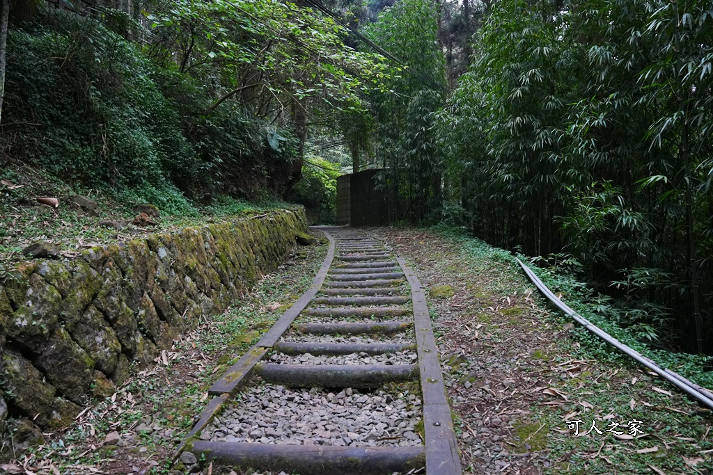 嘉義景點,嘉義步道有哪些,嘉義阿里山,阿里山步道推薦