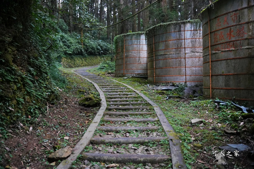 嘉義景點,嘉義步道有哪些,嘉義阿里山,阿里山步道推薦