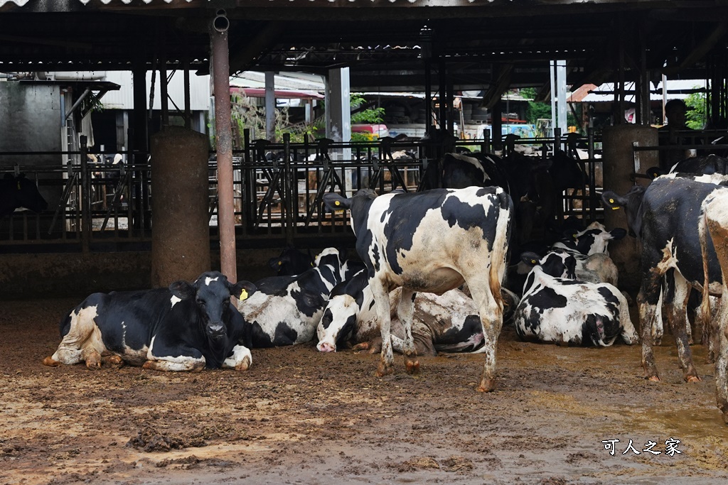 中部牧場,彰化免費餵動物,彰化親子牧場,彰化餵動物景點