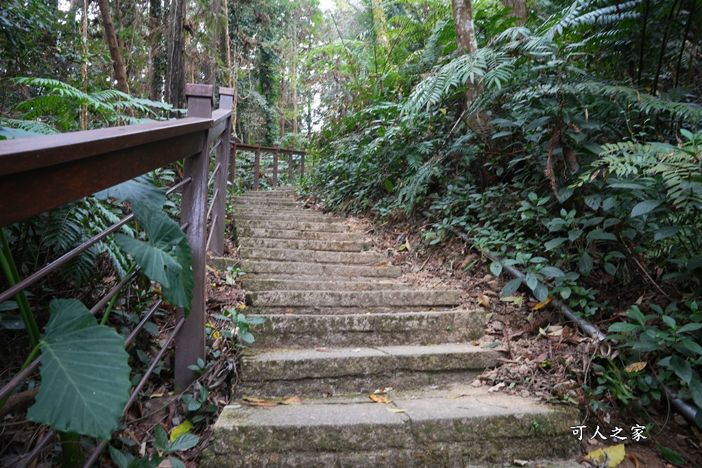 嘉義景點阿里山梅山,嘉義阿里山,太興岩步道