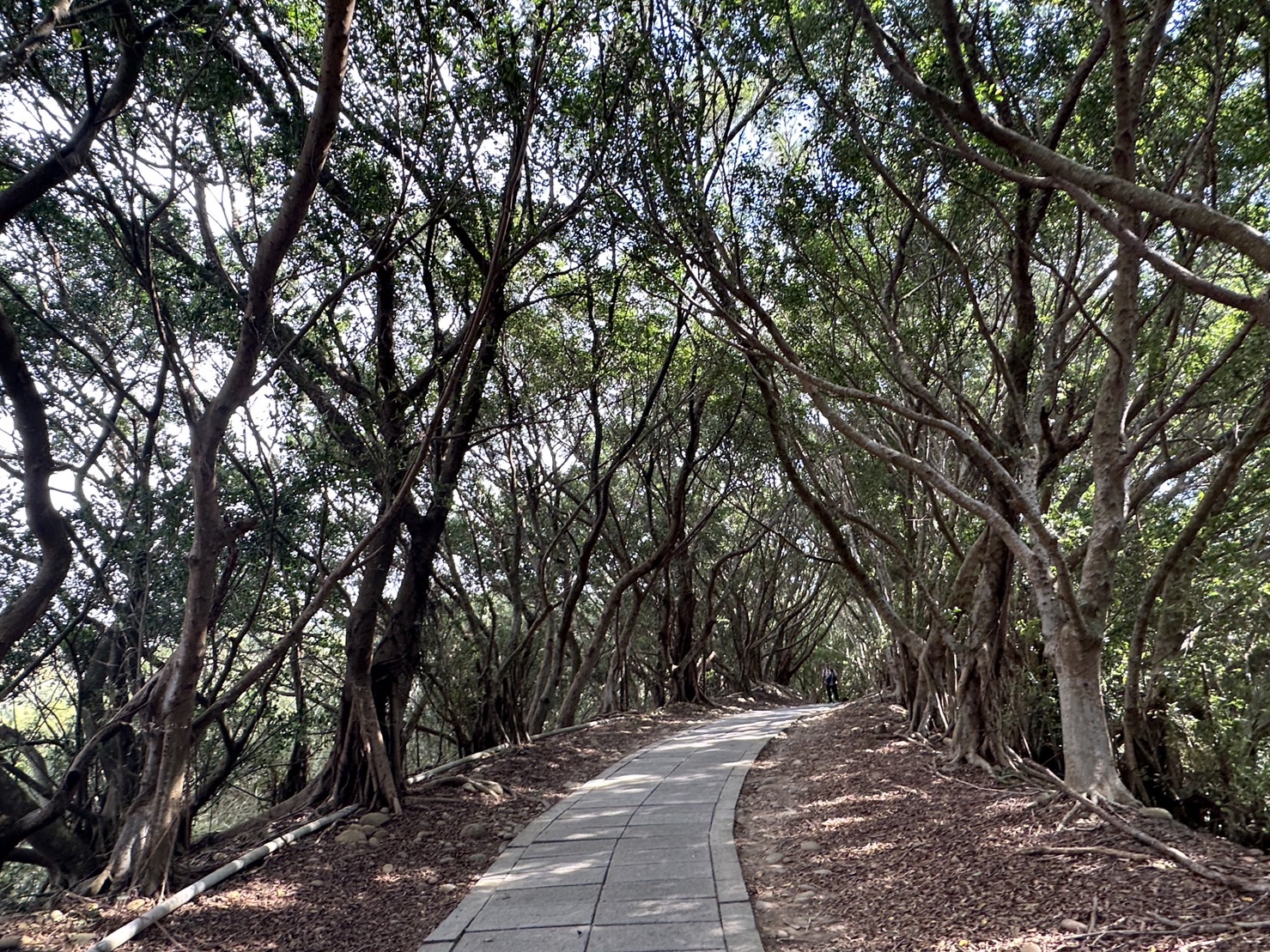 台中大肚景點,台中大肚萬里長城登山步道,台中景點,台中親子步道,台中走步道推薦,登山步道首選,萬里山長好走