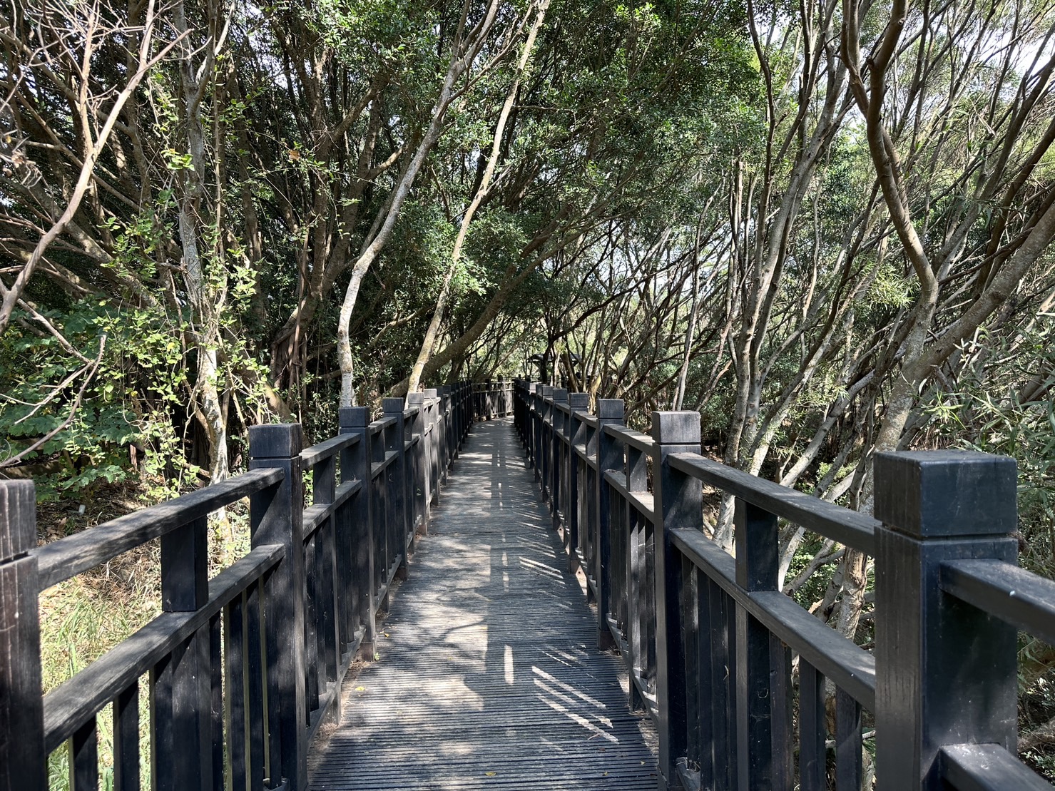 台中大肚景點,台中大肚萬里長城登山步道,台中景點,台中親子步道,台中走步道推薦,登山步道首選,萬里山長好走