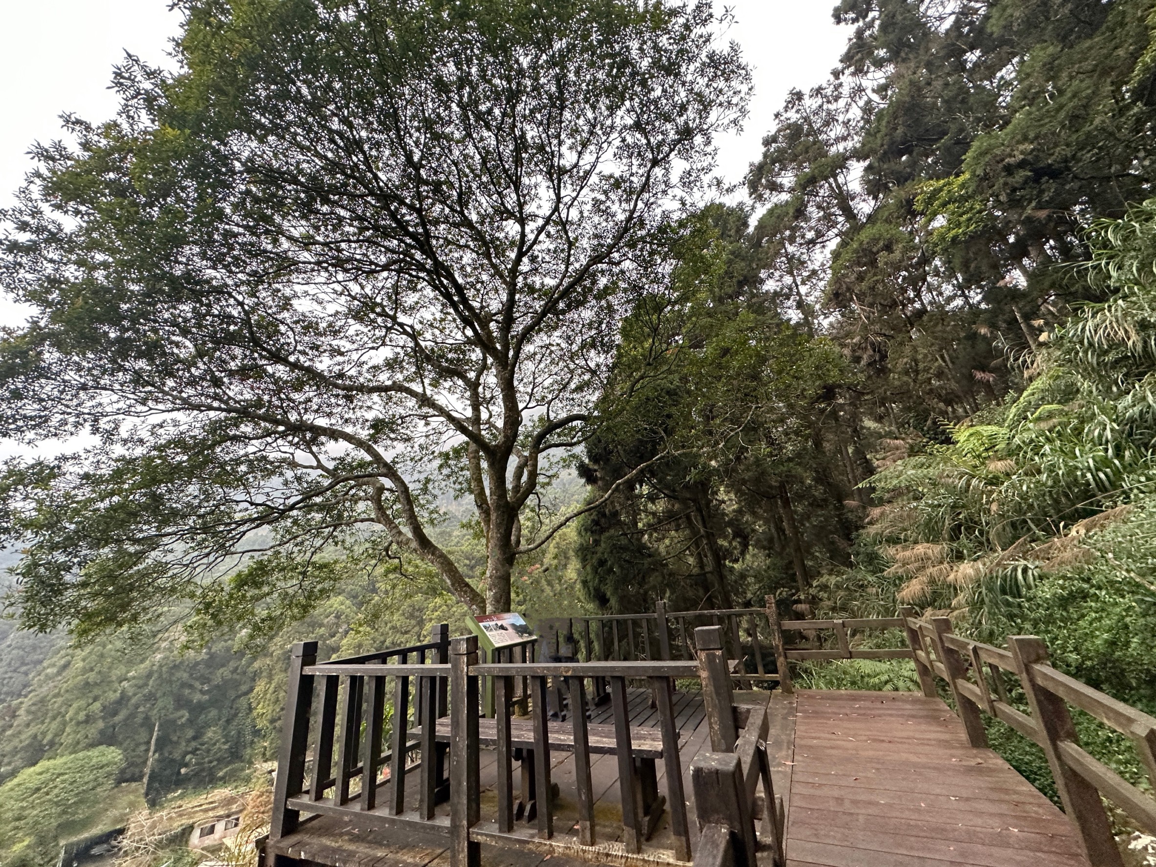 嘉義景點,嘉義步道有哪些,嘉義阿里山,阿里山步道推薦