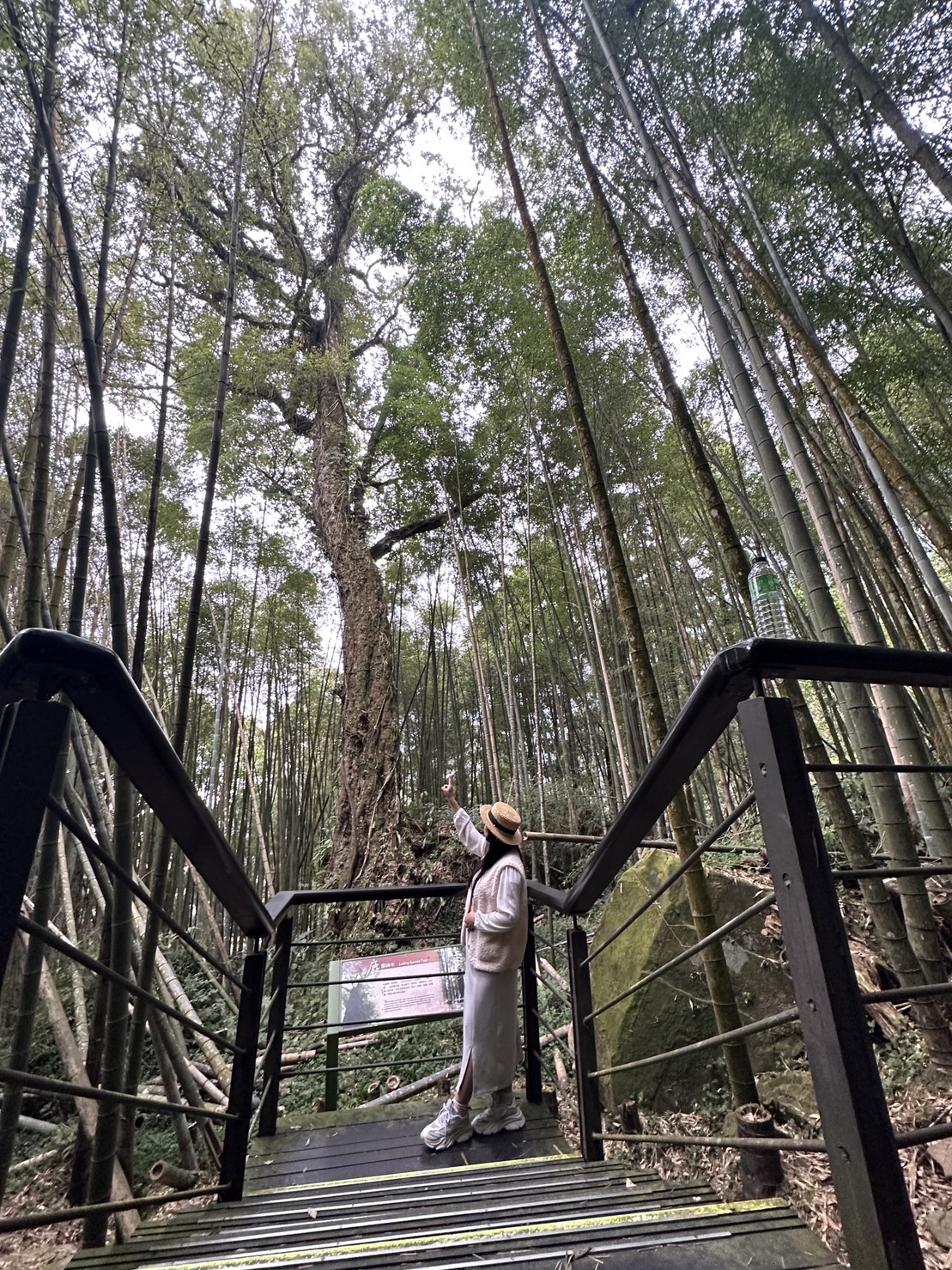 嘉義景點,嘉義步道有哪些,嘉義阿里山,阿里山步道推薦