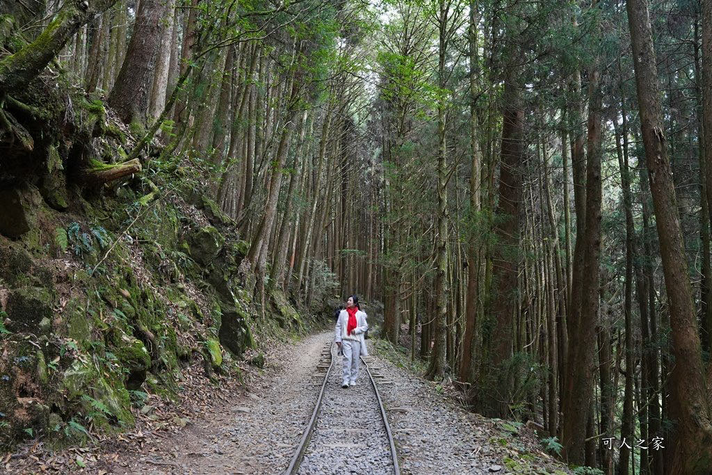 導航點,特富野古道,特富野古道怎麼去？,特富野自忠登山口路線,獨立山國家步道,精選文章