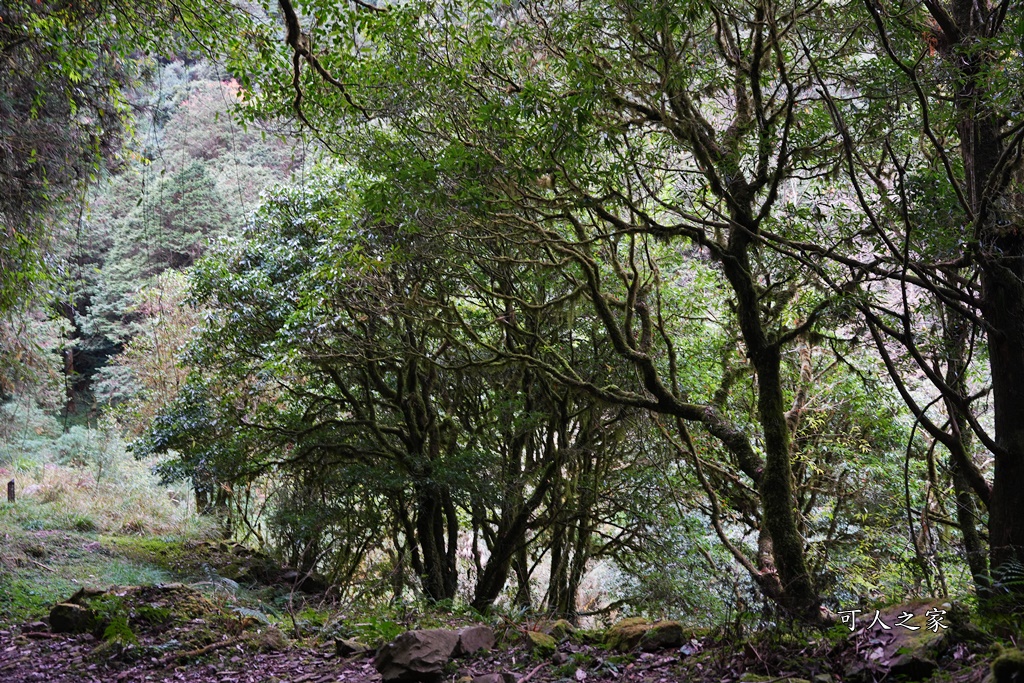 導航點,特富野古道,特富野古道怎麼去？,特富野自忠登山口路線,獨立山國家步道,精選文章