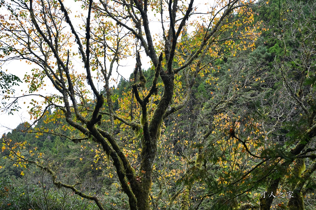 導航點,特富野古道,特富野古道怎麼去？,特富野自忠登山口路線,獨立山國家步道,精選文章