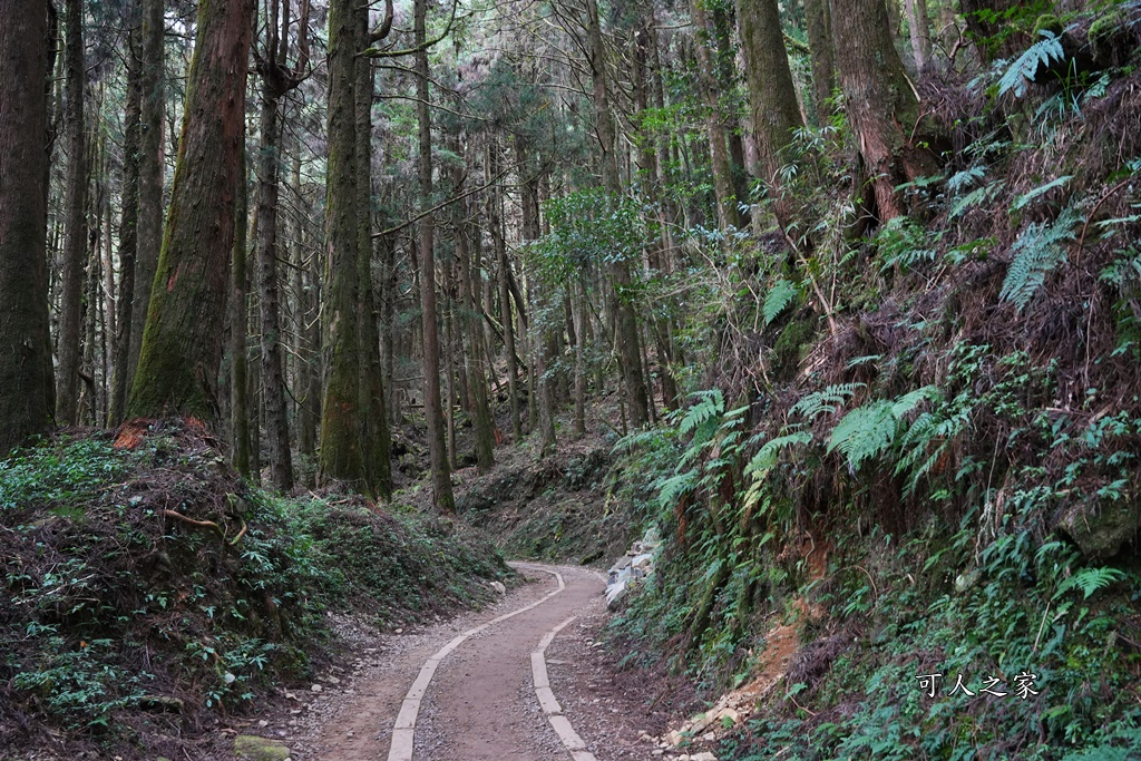 導航點,特富野古道,特富野古道怎麼去？,特富野自忠登山口路線,獨立山國家步道,精選文章