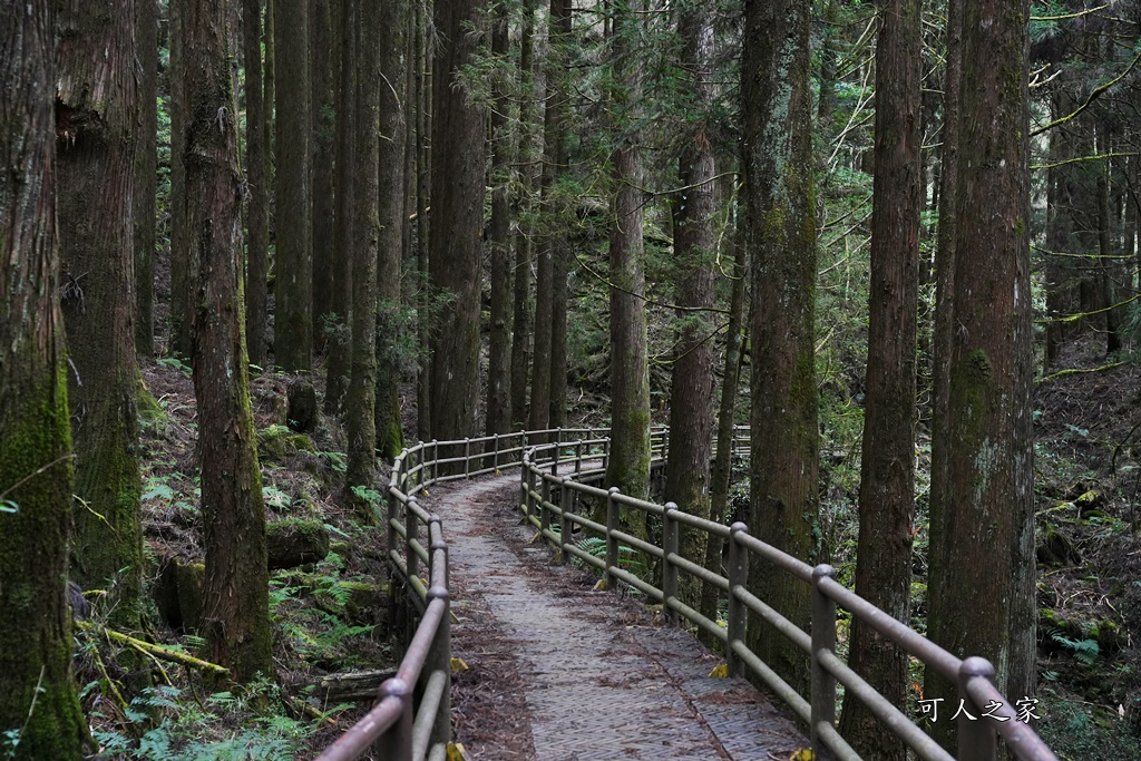 導航點,特富野古道,特富野古道怎麼去？,特富野自忠登山口路線,獨立山國家步道,精選文章