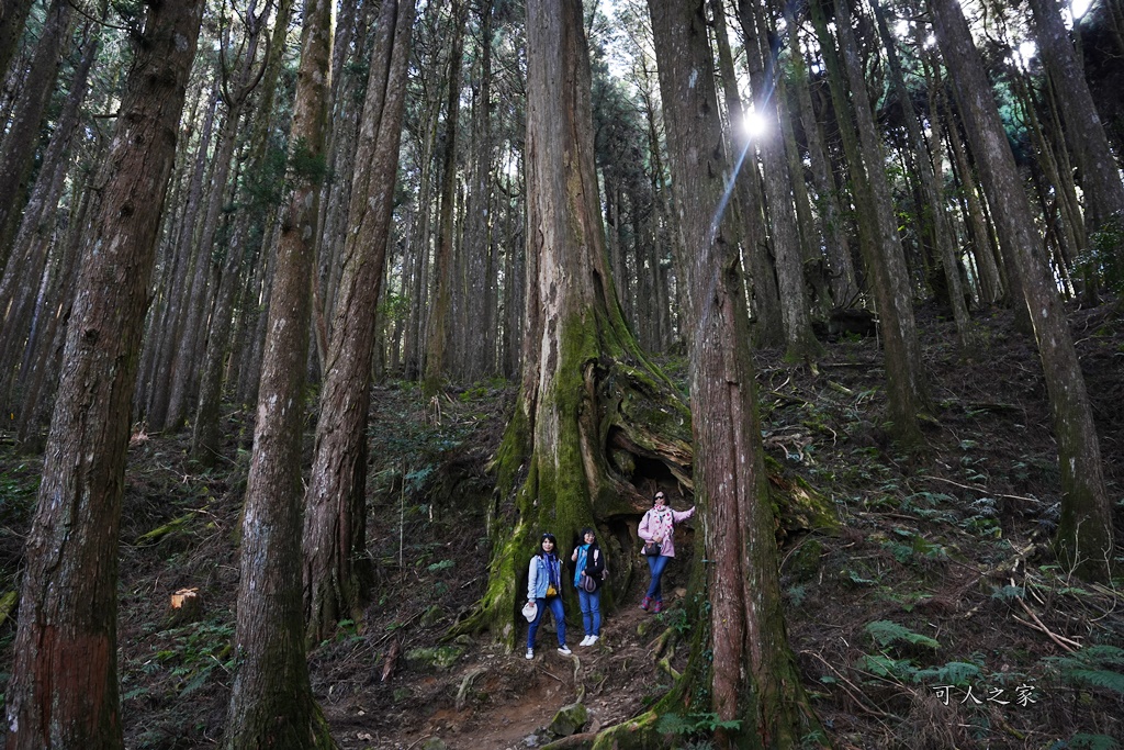 導航點,特富野古道,特富野古道怎麼去？,特富野自忠登山口路線,獨立山國家步道,精選文章