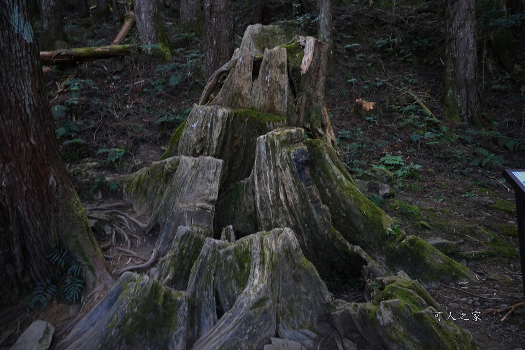 導航點,特富野古道,特富野古道怎麼去？,特富野自忠登山口路線,獨立山國家步道,精選文章