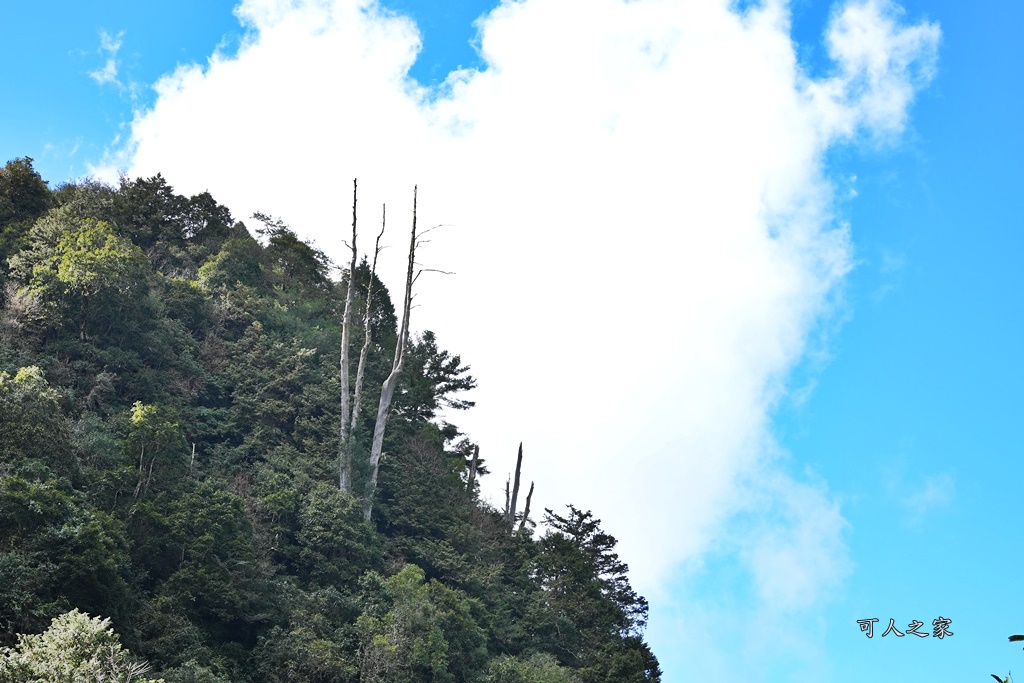 導航點,特富野古道,特富野古道怎麼去？,特富野自忠登山口路線,獨立山國家步道,精選文章