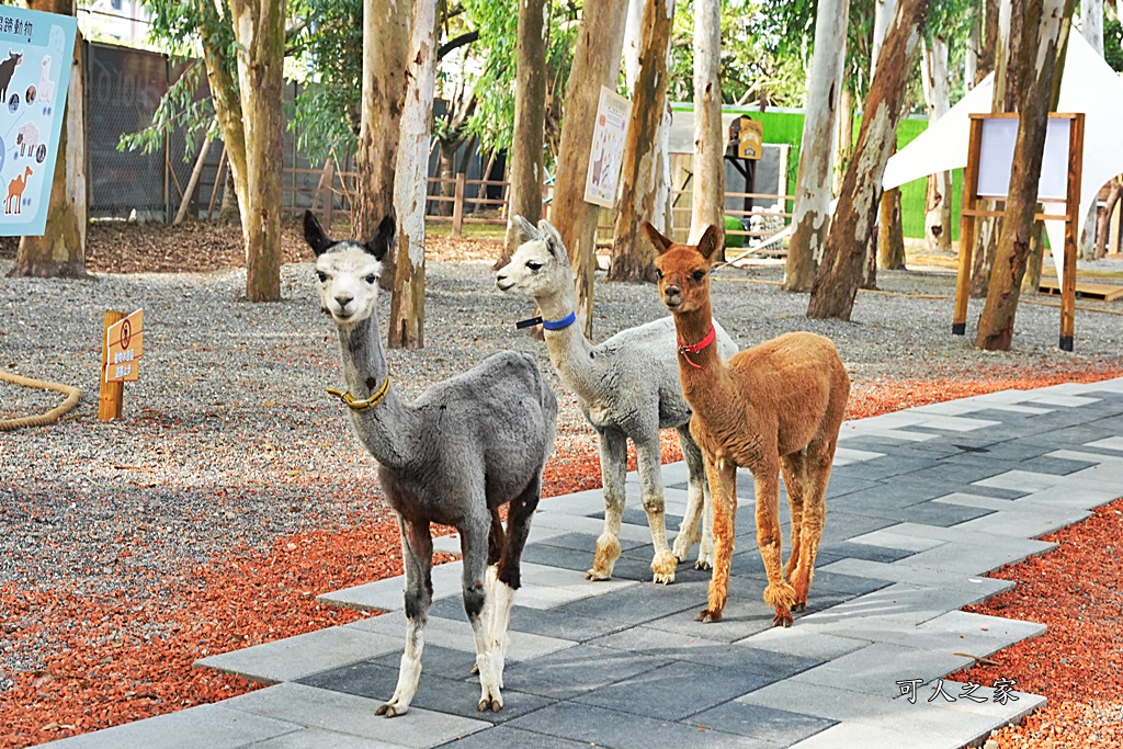 咩咩上樹萌寵樂園,咩咩上樹萌寵樂園的評論,咩咩上樹萌寵樂園門票,嘉義,嘉義朴子景點,朴子新景點