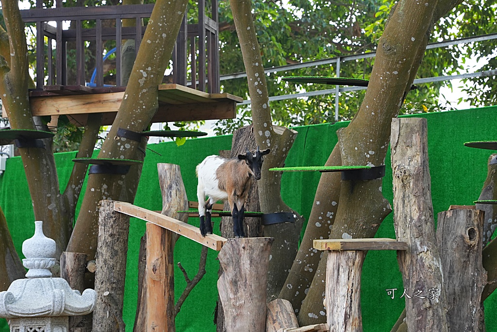 咩咩上樹萌寵樂園,咩咩上樹萌寵樂園的評論,咩咩上樹萌寵樂園門票,嘉義,嘉義朴子景點,朴子新景點