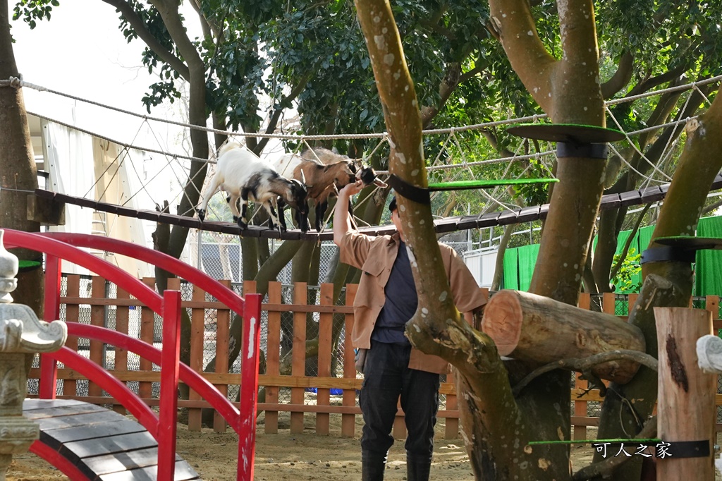 咩咩上樹萌寵樂園,咩咩上樹萌寵樂園的評論,咩咩上樹萌寵樂園門票,嘉義,嘉義朴子景點,朴子新景點