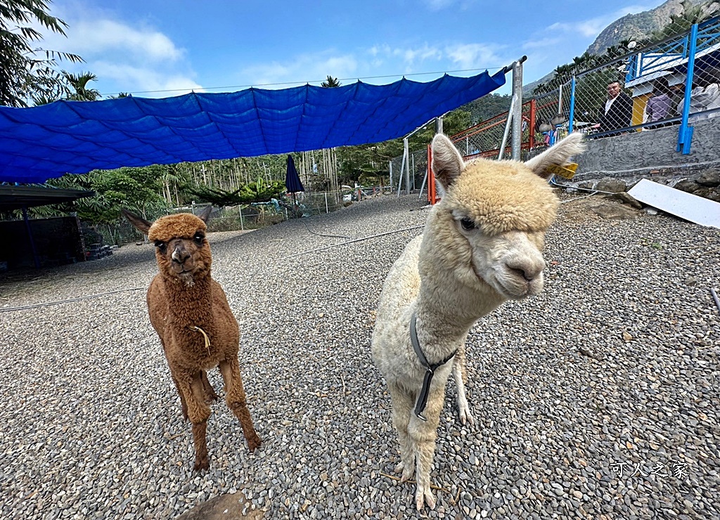 56號藍色公路咖啡 小動物區