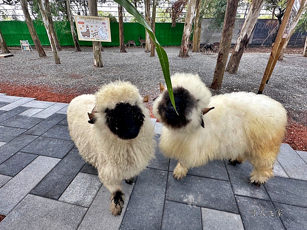 咩咩上樹萌寵樂園,咩咩上樹萌寵樂園的評論,咩咩上樹萌寵樂園門票,嘉義,嘉義朴子景點,朴子新景點