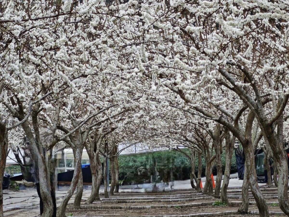 2021草坪頭櫻花季