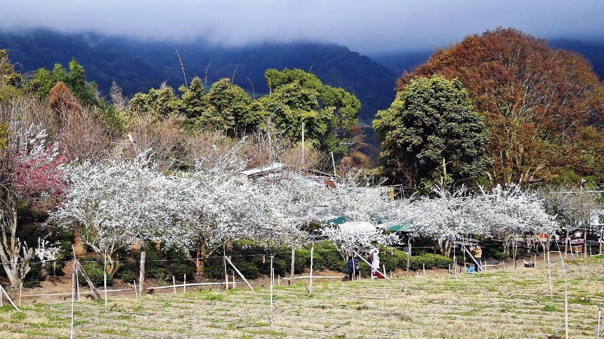 2021草坪頭櫻花季