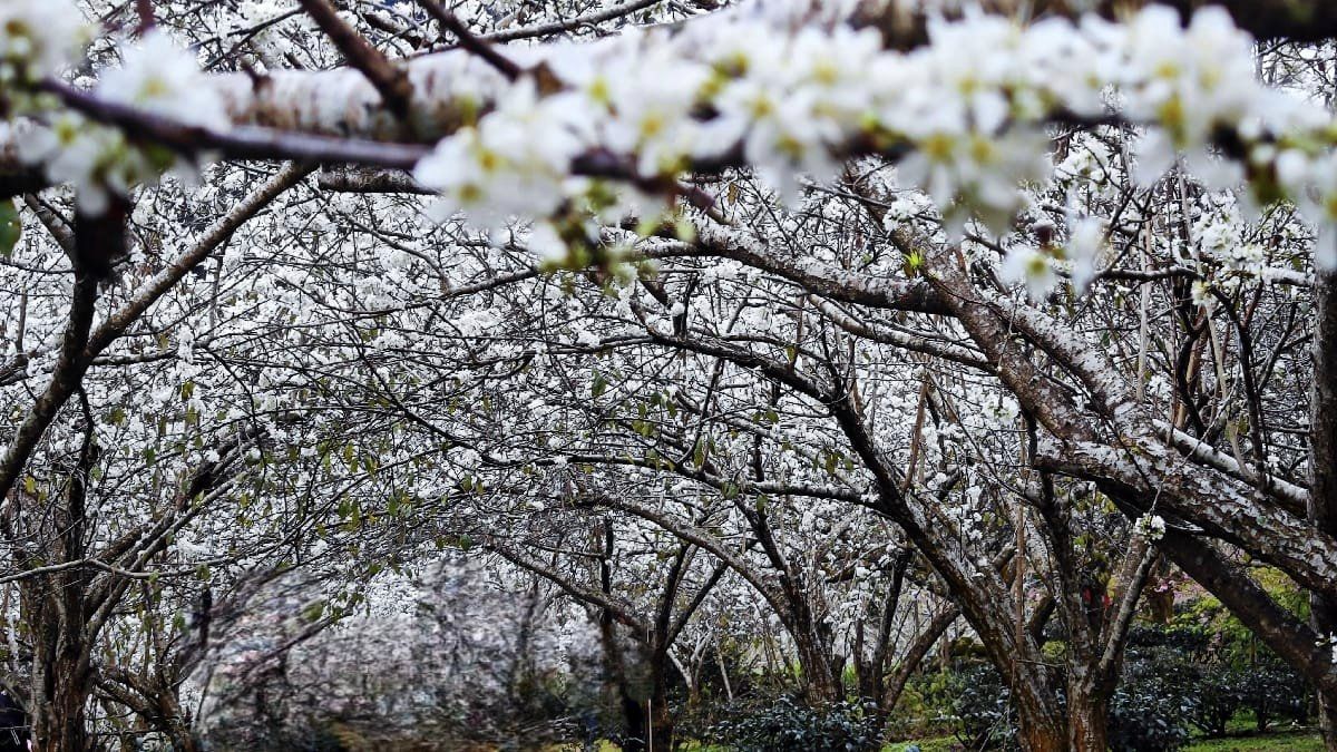 2021草坪頭櫻花季