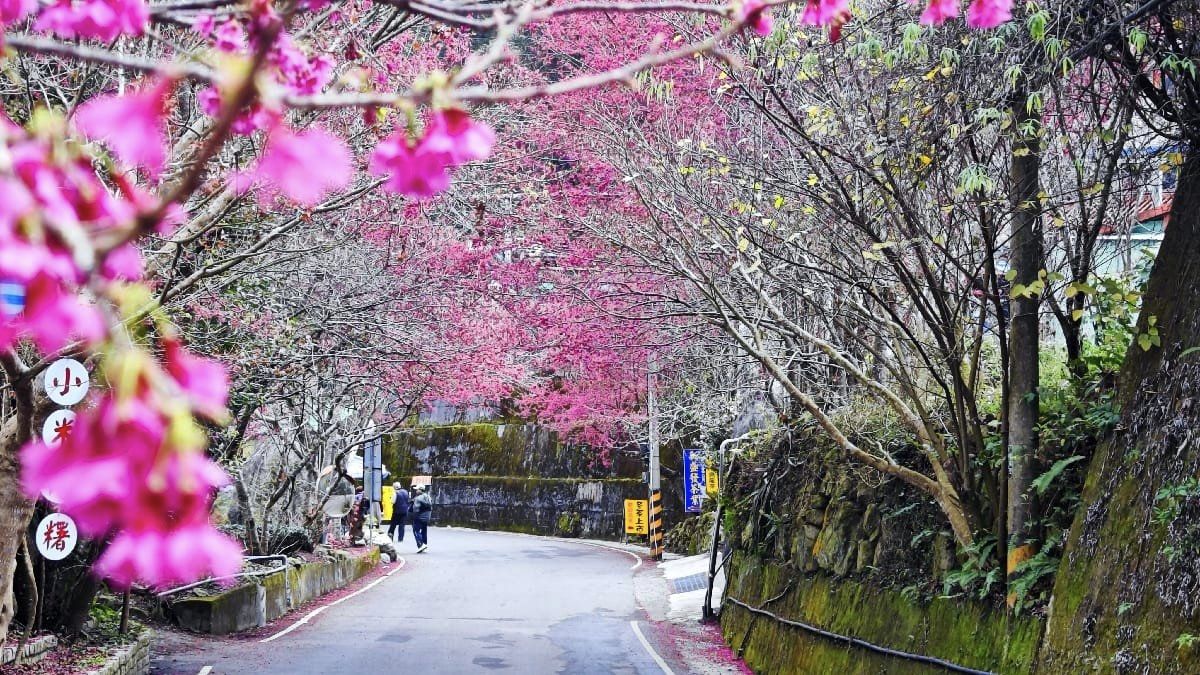 2021草坪頭櫻花季