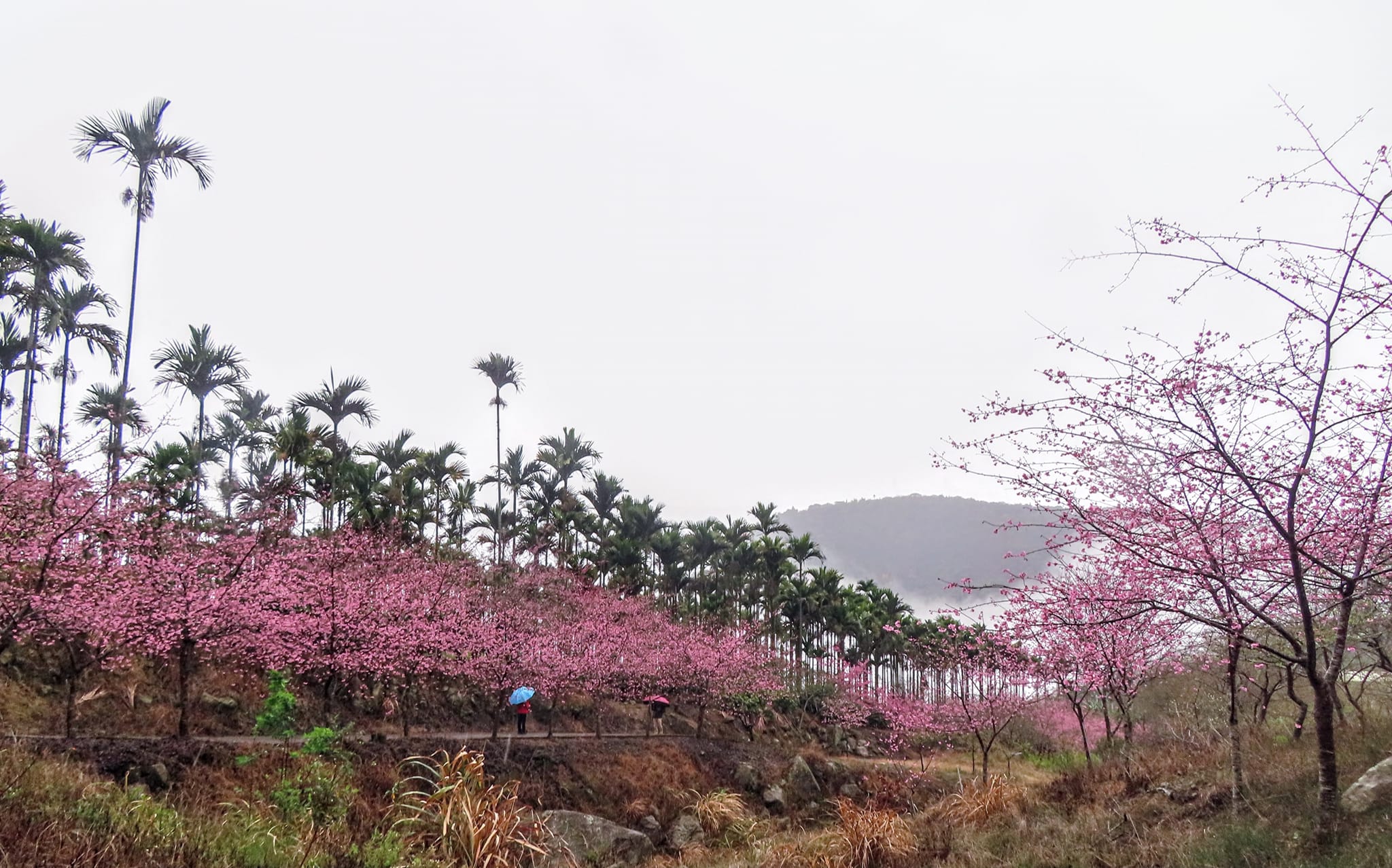 青山坪咖啡農場