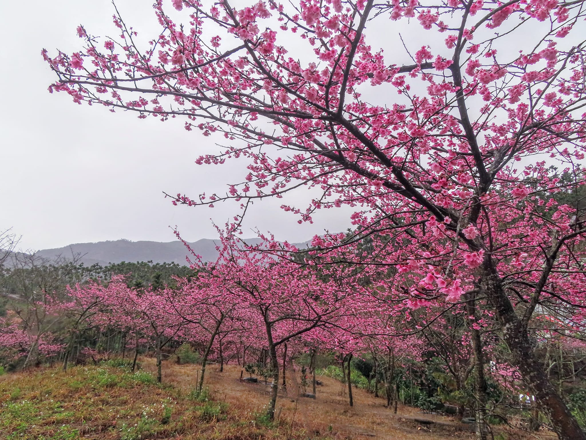 青山坪咖啡農場