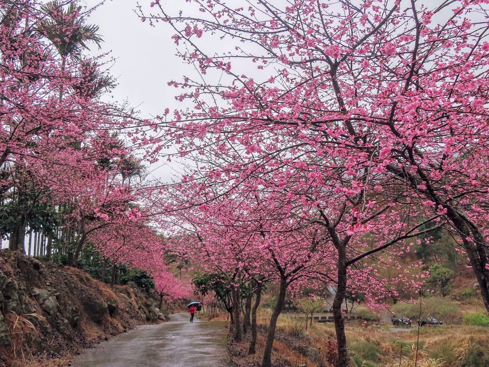 青山坪咖啡農場