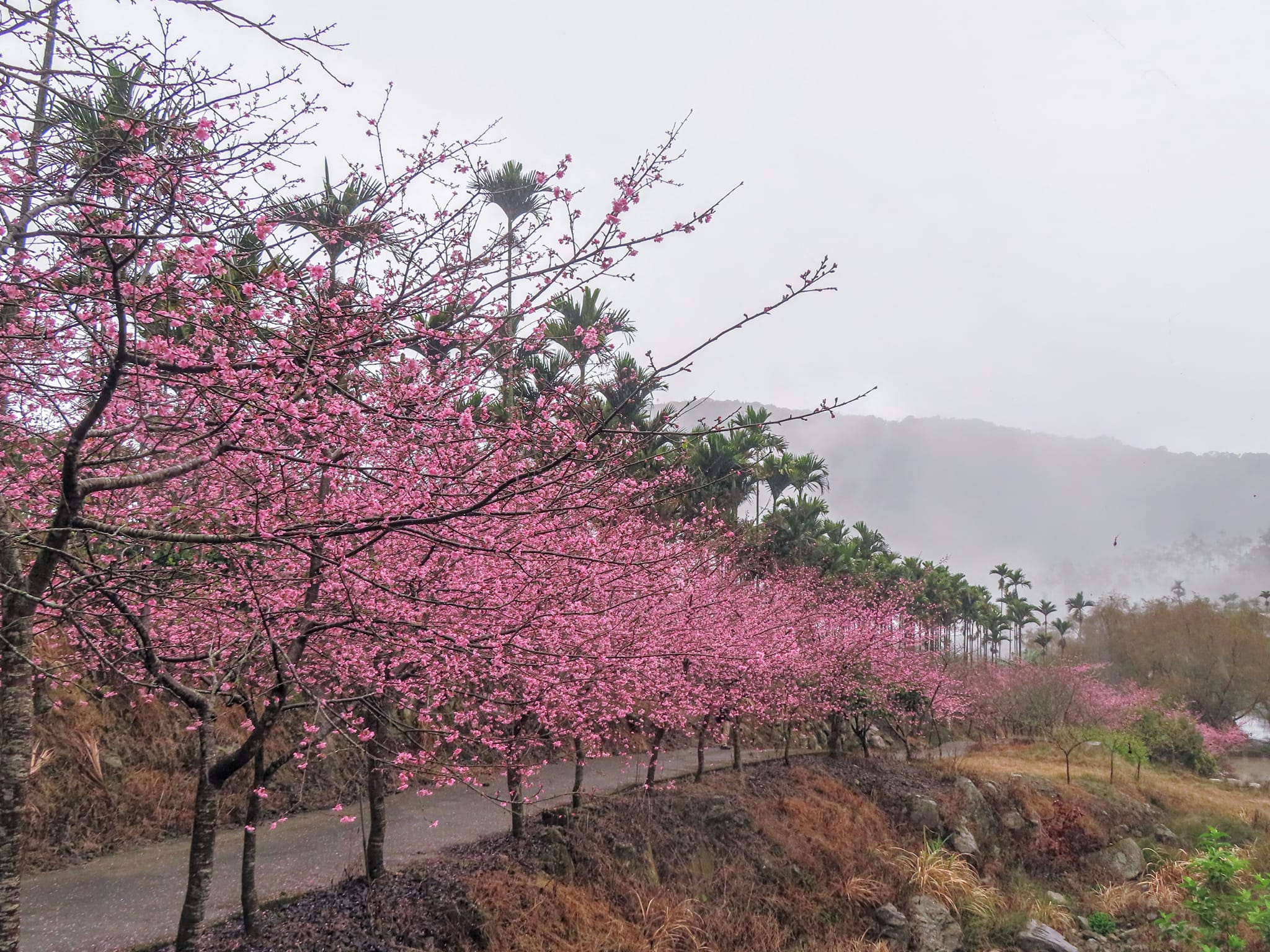 青山坪咖啡農場