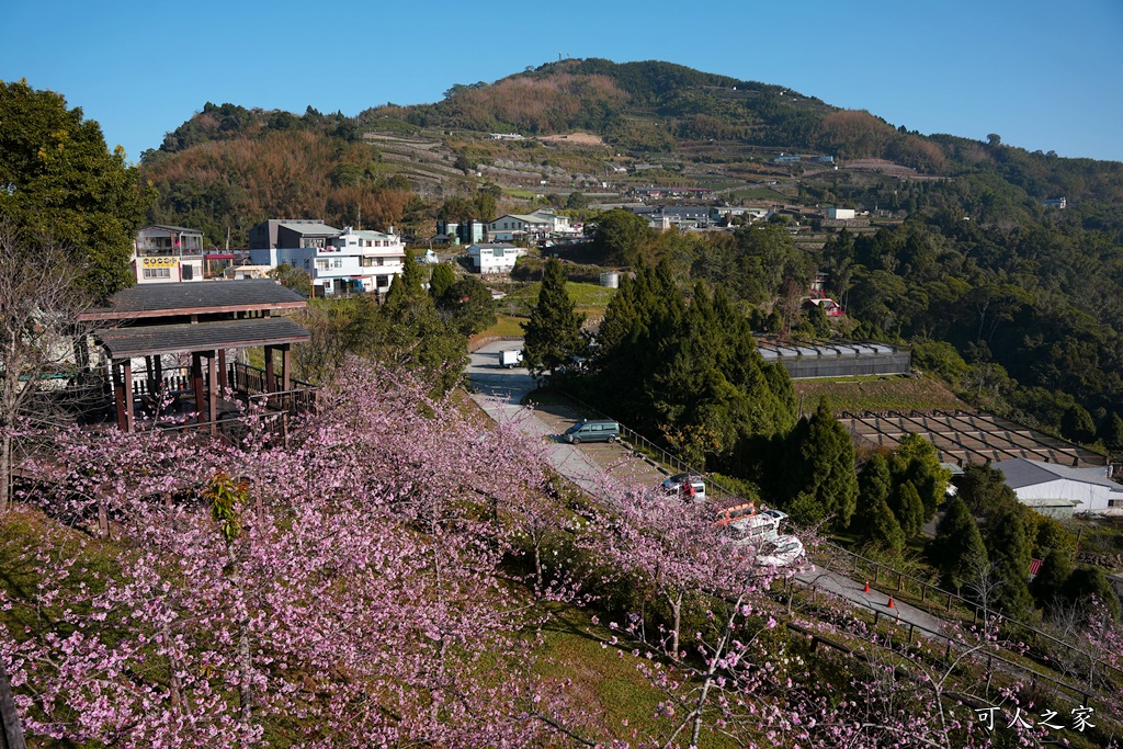 2024嘉義櫻花況,免費賞櫻,嘉義櫻花綻放,賞櫻花景點,阿里山隙頂櫻花