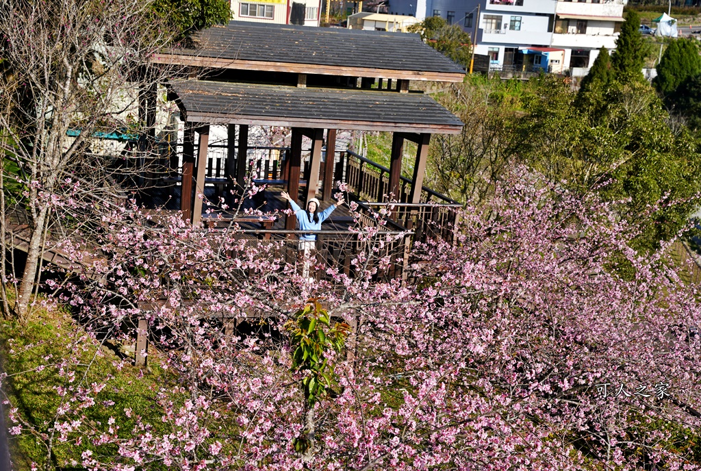 2024嘉義櫻花況,免費賞櫻,嘉義櫻花綻放,賞櫻花景點,阿里山隙頂櫻花