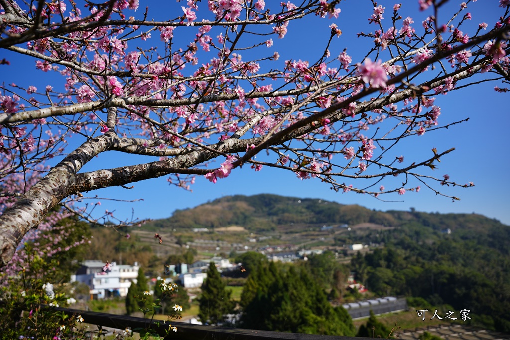 2024嘉義櫻花況,免費賞櫻,嘉義櫻花綻放,賞櫻花景點,阿里山隙頂櫻花