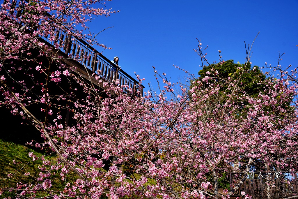 2024嘉義櫻花況,免費賞櫻,嘉義櫻花綻放,賞櫻花景點,阿里山隙頂櫻花