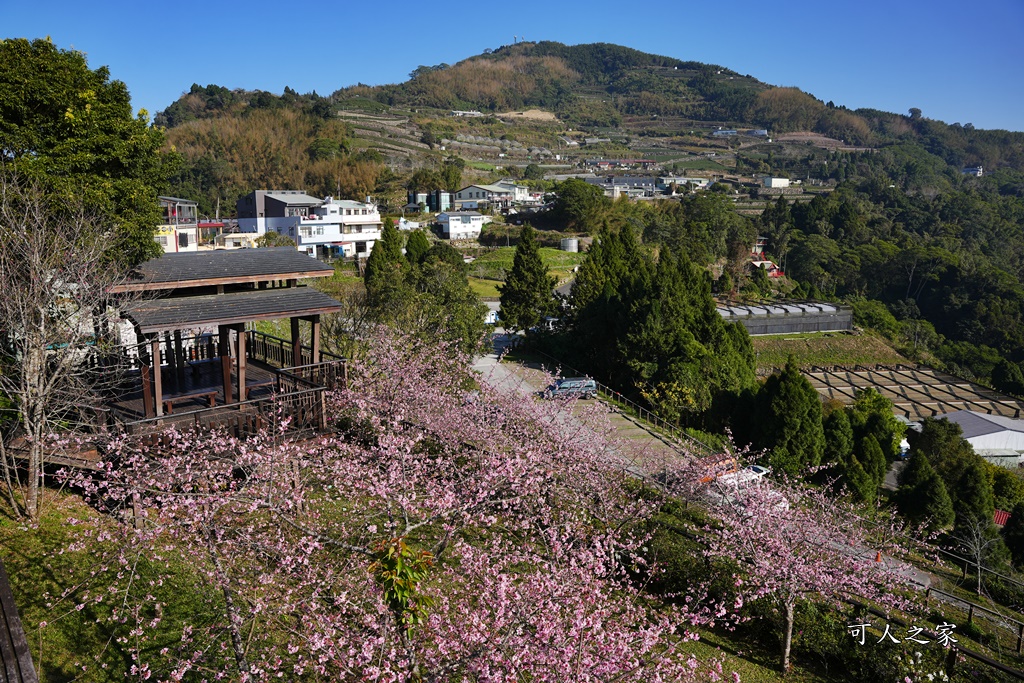 2024嘉義櫻花況,免費賞櫻,嘉義櫻花綻放,賞櫻花景點,阿里山隙頂櫻花