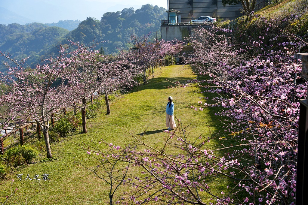 2024嘉義櫻花況,免費賞櫻,嘉義櫻花綻放,賞櫻花景點,阿里山隙頂櫻花