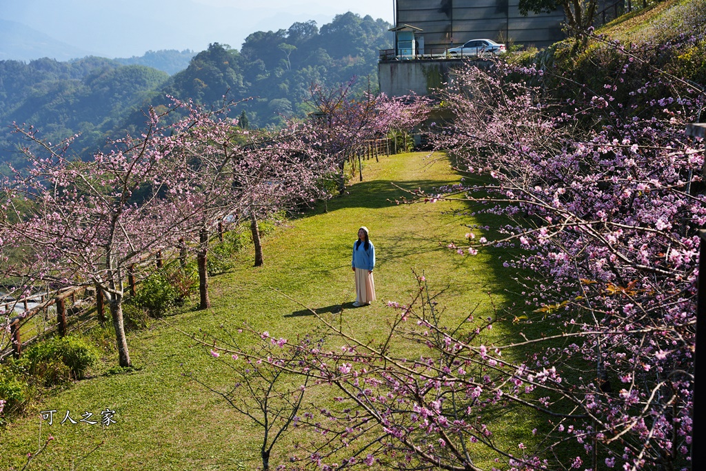 2024嘉義櫻花況,免費賞櫻,嘉義櫻花綻放,賞櫻花景點,阿里山隙頂櫻花