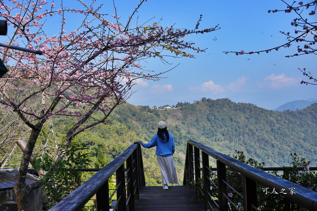 2024嘉義櫻花況,免費賞櫻,嘉義櫻花綻放,賞櫻花景點,阿里山隙頂櫻花