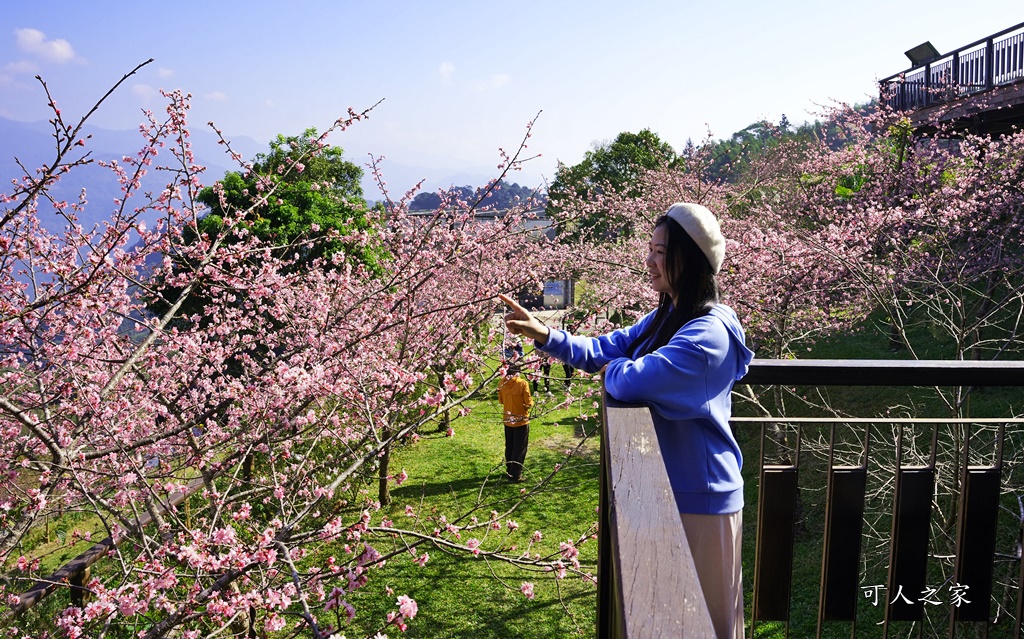 2024嘉義櫻花況,免費賞櫻,嘉義櫻花綻放,賞櫻花景點,阿里山隙頂櫻花